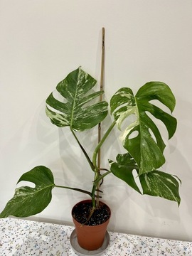 Monstera Deliciosa Variegata CAŁA roślina 60 cm