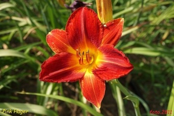 Hemerocallis / Liliowiec: Pink Hager