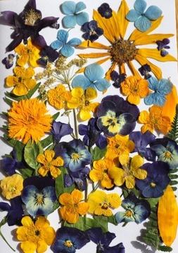 Suszone prasowane kwiaty- zestaw z bratkami