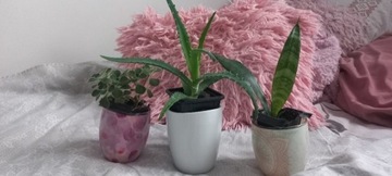 Aloes sansweieria lub aichryson