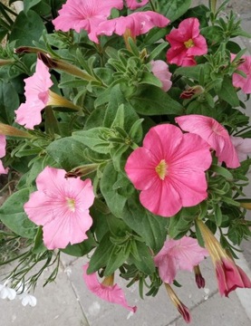 Supertunia Vista różowa pachnąca sadzonka
