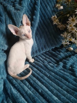 kot,koty, kotki, kocięta cornish rex