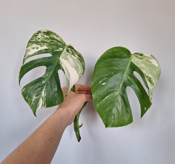 Monstera variegata - szczyt 