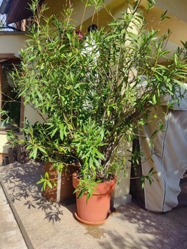 Oleander 7-letni, ponad 2 metry