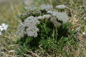 Ligusticum mutellinoides