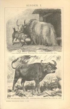 Zwierzęta cz. 1   oryginalne XIX w. grafiki