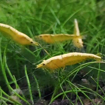 Krewetka neocaridina yellow