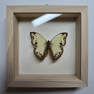 Motyl w gablotce Cymothoe Consanguis