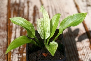 Funkia w paski Sadzonka Hosta ZEBRA STRIPES fiolet