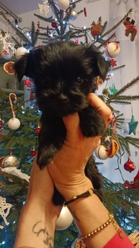 Yorkshire terrier ,Black mini szczenieta