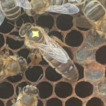 matki pszczele krainka CELLE