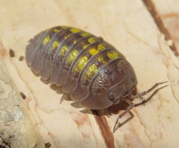 Izopody Armadillidium granulatum Lemon" 