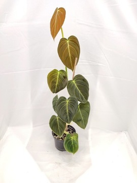 Philodendron melanochrysum - piękny kwiat 60 cm