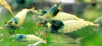 Krewetki Caridina Steel Blue/Blue Bolt ZAMIANA