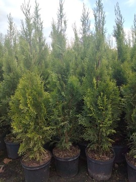 Thuja Szmaragd 95-105 cm 12,00zł/szt