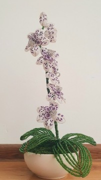 Kwiatka | Orchidea 