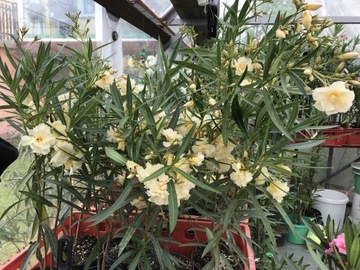 Oleander żółty pełny pachnący