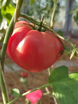 Kolekcjonerskie  pomidor  Malinowy Warszawski