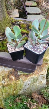 Crassula Silver Dolar 