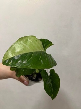 Syngonium panda unikat