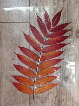 Jesienny liść SUMAK OCTOWIEC suszony zalaminowany 