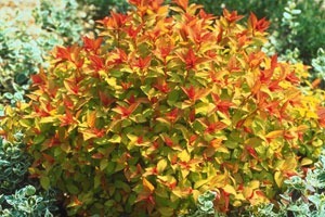 Tawuła japońska 'Goldflame'