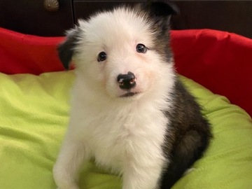 Szczeniaki Border Collie