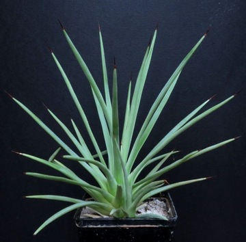 Kaktusy! - Agave stricta 'Nana' - RARYTAS!!!