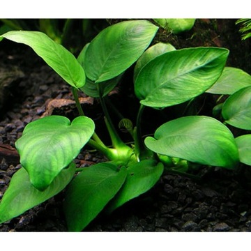 Anubias nana różne sadzonki