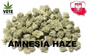 SUPER susz konopny AMNESIA HAZE - CBD 40% THC
