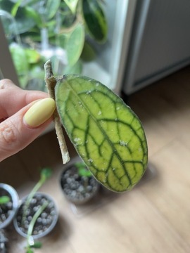 hoya sp. Tanggamus (round leafs) | hoja