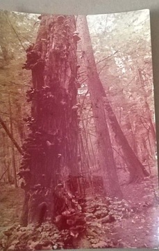 Białowieża Park Stara Kartka Pocztowa 1970 rok