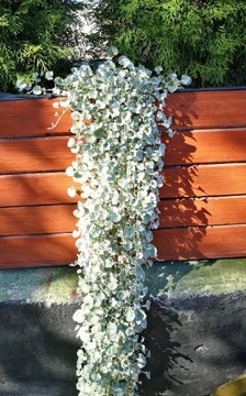 Dichondra nasiona 