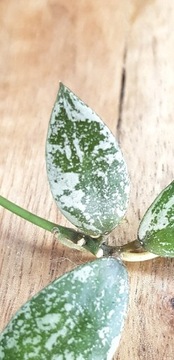 Hoya lacunosa Laos - cięta sadzonka 