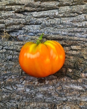 RUBY SUPRISE    Pomidor Kolekcjonerski 