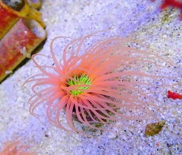 Pachycerianthus sp - pomarańczowo-zielony - ukwiał