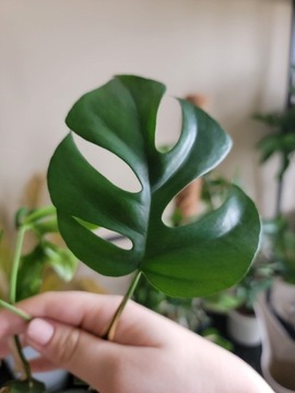 Monstera Minima Rhaphidophora tetrasperma