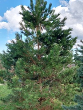 Pinus nigra Sosna czarna 400cm+