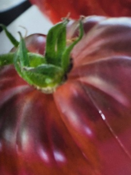 Sadzonki pomidora Czarny Książe