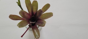 Neoregelia "Fireball"