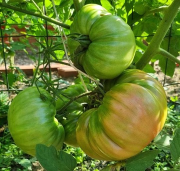 Pomidor Pink Ponderosa nasiona kolekcjonerskie