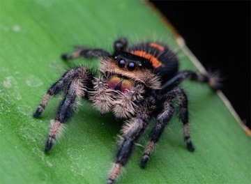 Skakun Phidippus regius dos gardenas L3/L4 Rarytas