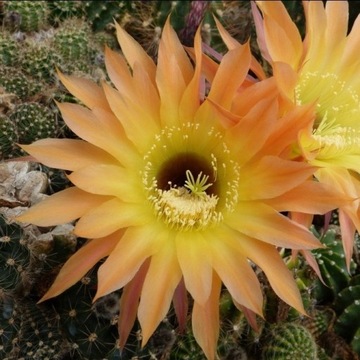 kaktus Echinopsis hybryd Wessner 1-2017