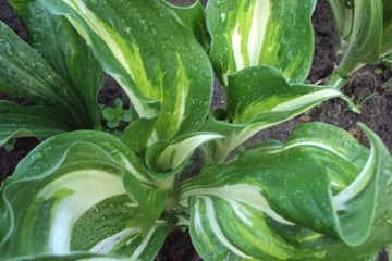 Hosta (Funkia) sadzonka