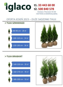 TUJA Szmaragd, Brabant - sadzonki od 90 do 200 cm