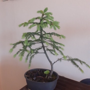 Swierk 8 lat bonsai