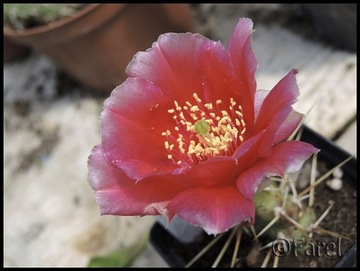 Opuntia fragilis 2 szt. czerwony kwiat