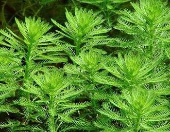 Myriophyllum Guyana niezwykle dekoracyjna z wody