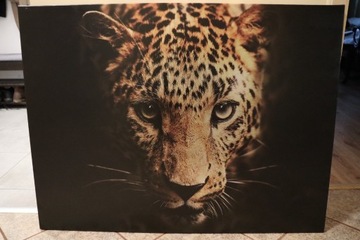 OBRAZ LEOPARD NA PŁÓTNIE 75cm x 100cm