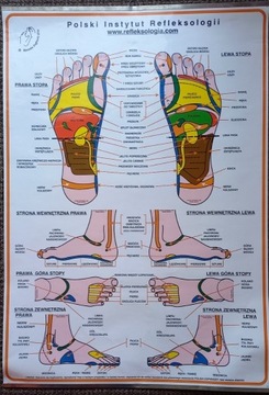 Tablica poglądowa refleksologia stóp